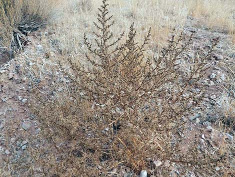 Prickly Russian Thistle (Salsola paulsenii)