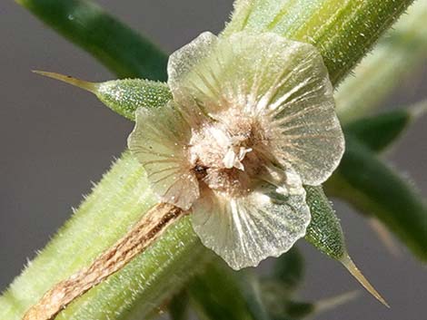 Prickly Russian Thistle (Salsola paulsenii)