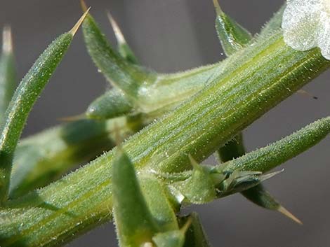 Prickly Russian Thistle (Salsola paulsenii)