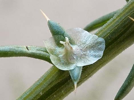 Prickly Russian Thistle (Salsola paulsenii)