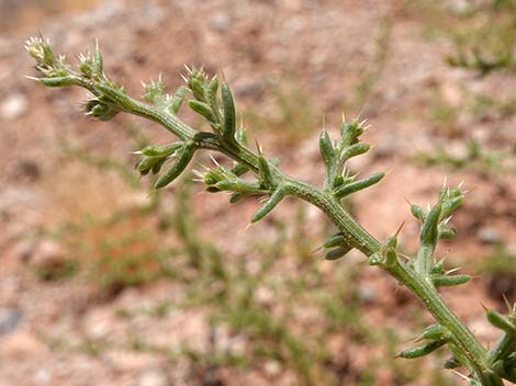 Prickly Russian Thistle (Salsola paulsenii)