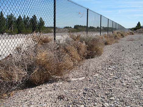 Prickly Russian Thistle (Salsola tragus)