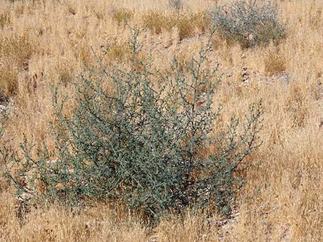 Prickly Russian Thistle (Salsola tragus)