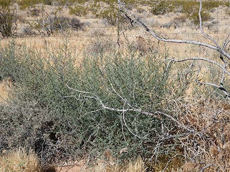 Prickly Russian Thistle (Salsola tragus)