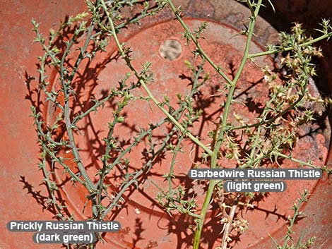 Prickly Russian Thistle (Salsola tragus)