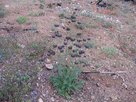 Chia (Salvia columbariae)