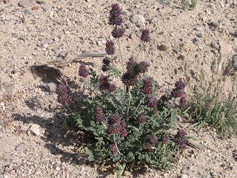 Chia (Salvia columbariae)