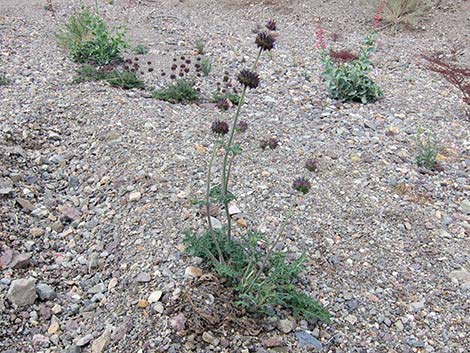 Chia (Salvia columbariae)