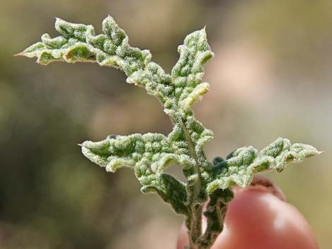 Chia (Salvia columbariae)