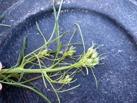 Tall Tumblemustard (Sisymbrium altissimum)