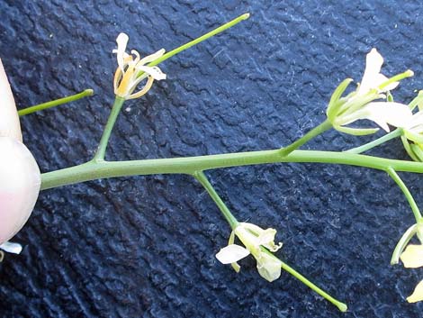 Tall Tumblemustard (Sisymbrium altissimum)