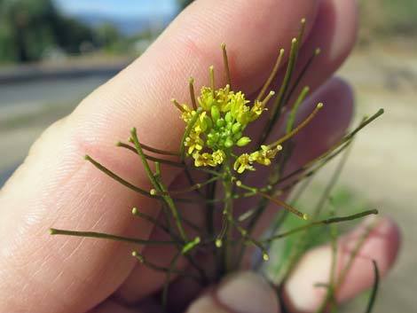 London Rocket Mustard (Sisymbrium irio)