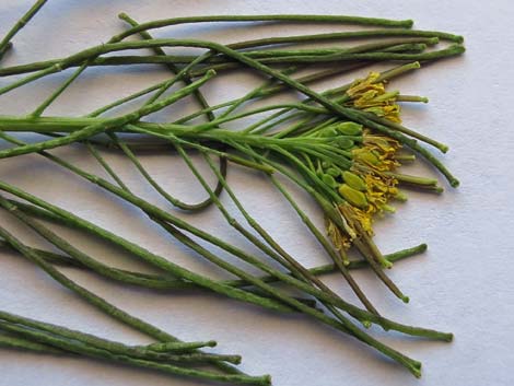 London Rocket Mustard (Sisymbrium irio)