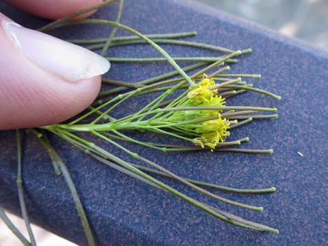 London Rocket Mustard (Sisymbrium irio)