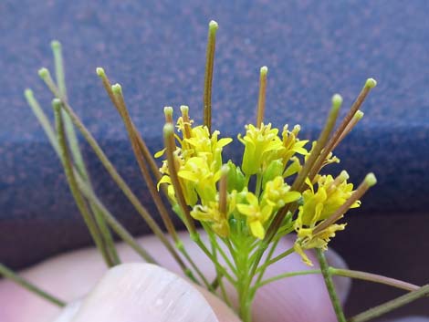 London Rocket Mustard (Sisymbrium irio)