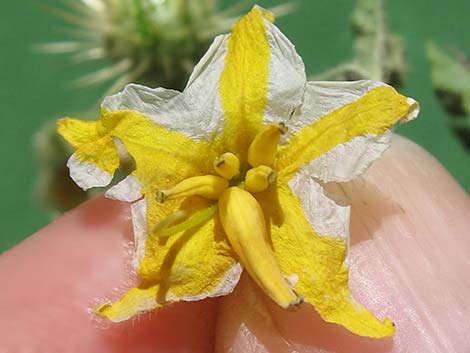 Buffalobur Nightshade (Solanum rostratum)