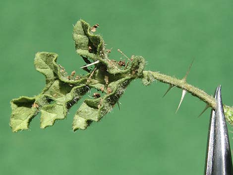 Buffalobur Nightshade (Solanum rostratum)