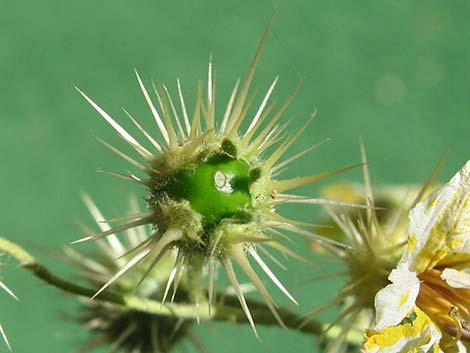 Buffalobur Nightshade (Solanum rostratum)