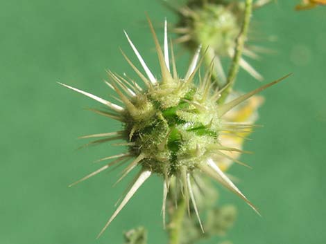 Buffalobur Nightshade (Solanum rostratum)