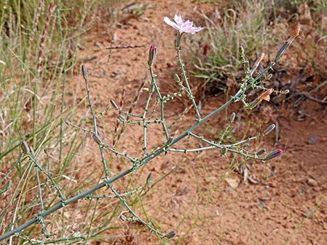 Small Wirelettuce (Stephanomeria exigua)