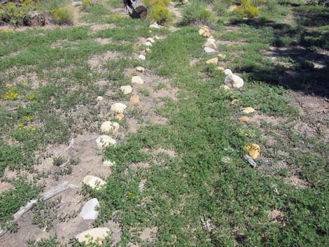 Puncturevine (Tribulus terrestris)