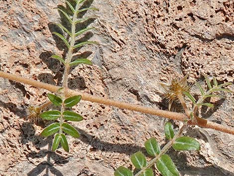 Puncturevine (Tribulus terrestris)