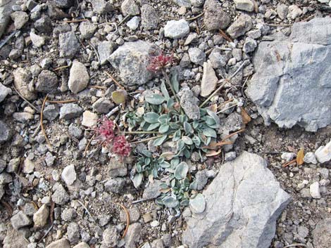 Coville's Dwarf Sand Verbena (Abronia nana var. covillei)