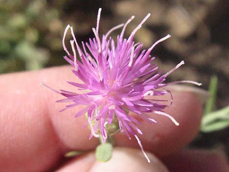 Russian Knapweed (Acroptilon repens)