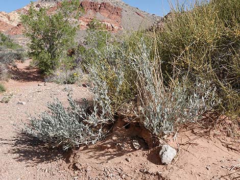 Woolly Bluestar (Amsonia tomentosa)