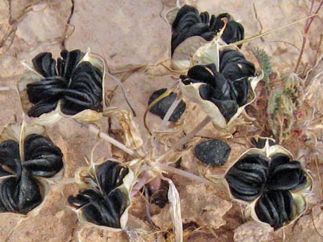 Pink Funnel Lily (Androstephium breviflorum)