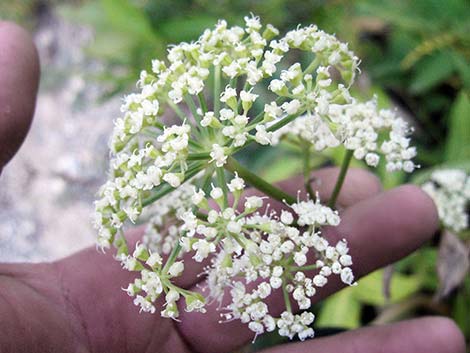 King's Angelica (Angelica kingii)