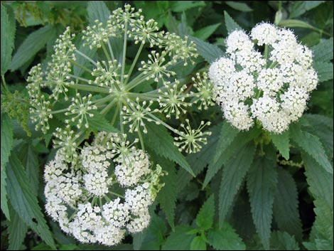 Charleston Mountain Angelica (Angelica scabrida)