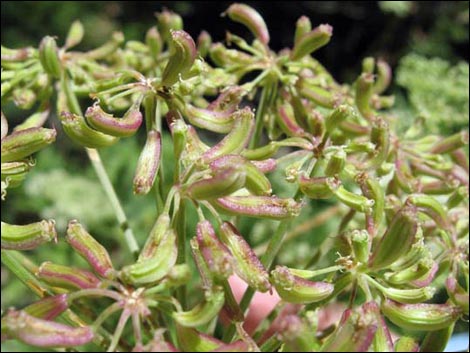 Charleston Mountain Angelica (Angelica scabrida)