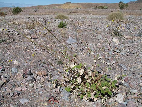 Anulocaulis annulatus (valley ringstem)