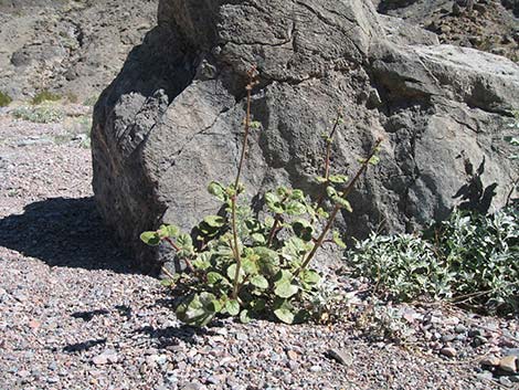 Valley Ringstem (Anulocaulis annulatus)