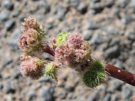 Anulocaulis annulatus (valley ringstem)