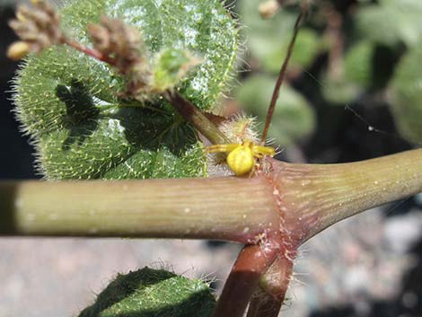 Anulocaulis annulatus (valley ringstem)