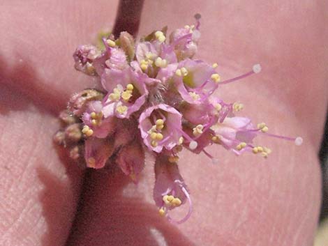 Anulocaulis annulatus (valley ringstem)