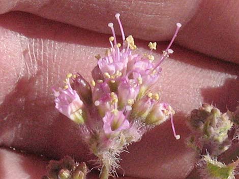 Anulocaulis annulatus (valley ringstem)