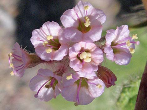 Anulocaulis annulatus (valley ringstem)