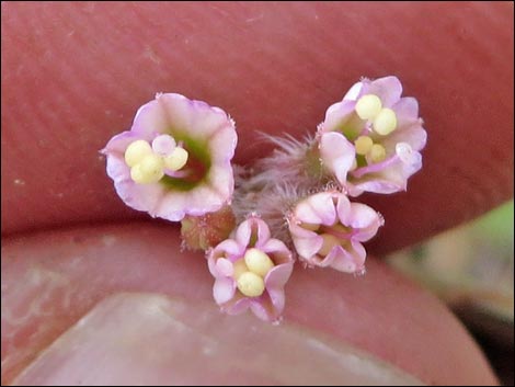 Valley Ringstem (Anulocaulis annulatus)