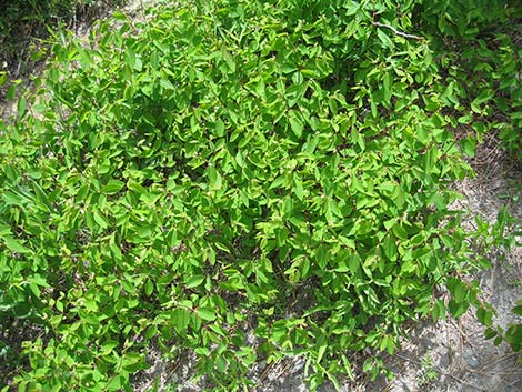 Spreading Dogbane (Apocynum androsaemifolium)