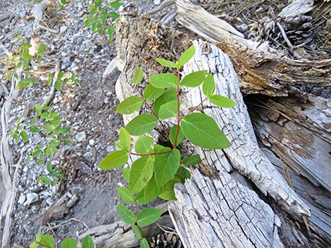 Spreading Dogbane (Apocynum androsaemifolium)