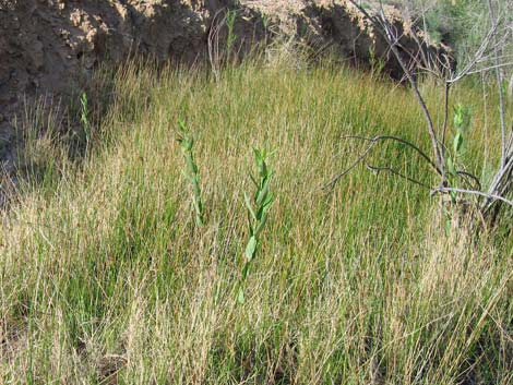 Indian Hemp (Apocynum cannabinum)