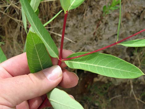 Indian Hemp (Apocynum cannabinum)