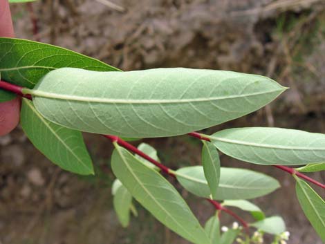 Indian Hemp (Apocynum cannabinum)