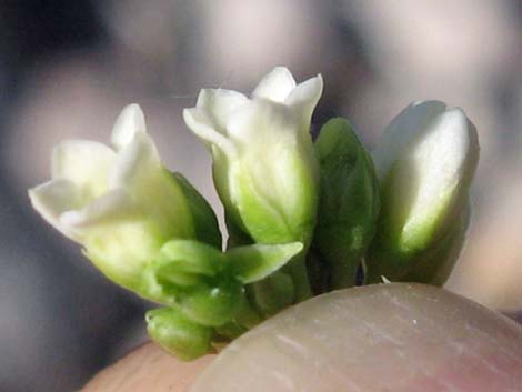 Indian Hemp (Apocynum cannabinum)