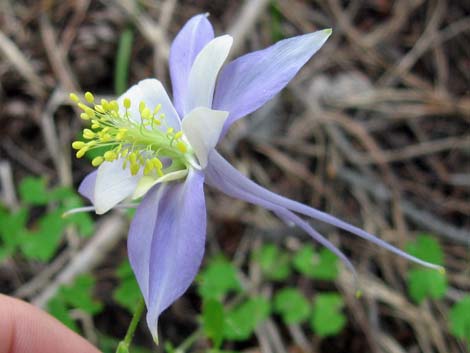 Colorado Blue Columbine (Aquilegia coerulea)