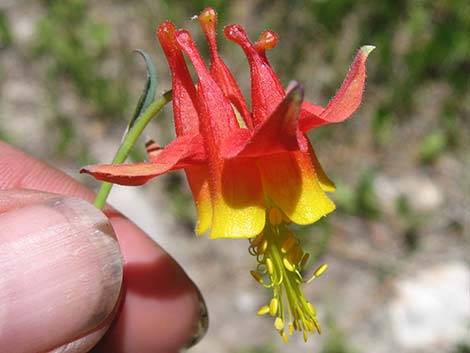 Western Columbine (Aquilegia formosa)