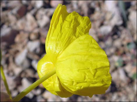 California Bearpoppy (Arctomecon californica)